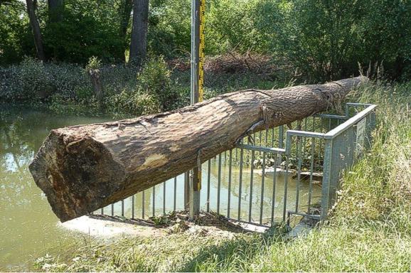 Polder Altenheim: Angeschwemmter Baumstamm auf einem Gel&auml;nder.