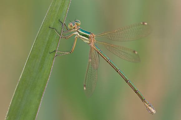 Weibchen der Südlichen Binsenjungfer (Lestes barbarus).