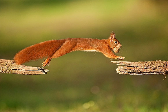 Von Ast zu Ast: Ein Eichh&ouml;rnchen im Augenblick des Sprungs wirbt als Sympathietr&auml;ger des diesj&auml;hrigen VDN-Fotowettbewerbs. Foto: VDN/Matze 