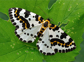 Wegen seiner auff�lligen F�rbung wird der Falter auch Harlekin genannt. Erwachsene Tiere nehmen keine Nahrung auf uns sind nachts unterwegs. Foto: Lubomir Hl�sek