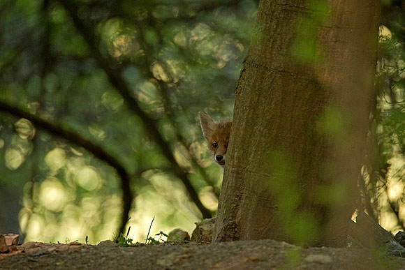Neugieriger Jungfuchs, aufgenommen vom Naturfotografen Matthias Dreizler im Naturpark Stromberg-Heuchelberg (© VDN/Matze)