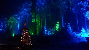 Bergwinter am Hohenbogen. Foto: Peter Staudacher