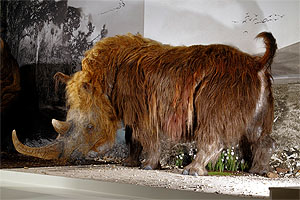 Wollhaarnashorn, Fellnashorn (Coelodonta antiquitatis), Lebensgroße Rekonstruktion (Quagga Associates)