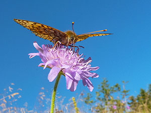 Mittlerer Perlmuttfalter (© Sebastian Schröder-Esch)