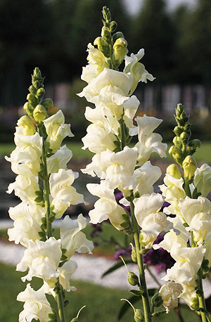 Löwenmäulchen. Foto: Cornelia Lindenberg/SSG