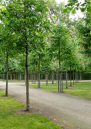 Flatterulme in der Quincunx-Anlage im Schwetzinger Schlossgarten. Foto: Karolin Boem/SSG