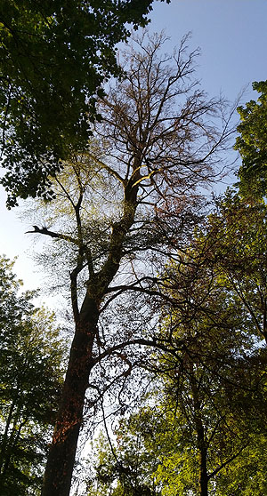 Baumschäden im Park von Schloss Dyck. Fotos: Stiftung Schloss Dyck/Jens Spanjer