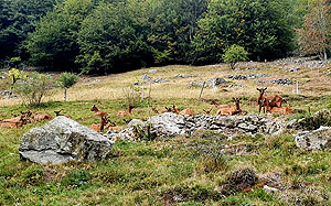 Ziegenherde des Naturpflegevereins Brandenberg-Fahl, eingesetzt zur Landschaftspflege auf der Brandenberger Halde. Beide Fotos © Naturpark Südschwarzwald