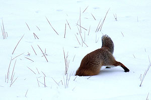 Mit vollem Körpereinsatz: Für den Fuchs ist die Jagd im Winter eine große Herausforderung. (© Marxilein/Pixabay)