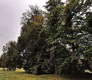 Geschwächte Baumgruppe (Rotbuchen aus dem 19 Jhd.) im Park Sanssouci-Charlottenhof. Foto: Prof. Michael Rohde, SPSG