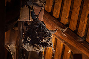 Was hat es mit einem Ochsenkopf unterm Dach auf sich? Die Antwort gibt es bei der Sonderführung. Foto: Schwarzwälder Freilichtmuseum Vogtsbauernhof, Hans-Jörg Haas