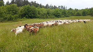 Ziegenherde auf der Weide