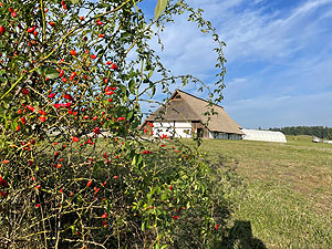 Hagebutten auf der Heuneburg.