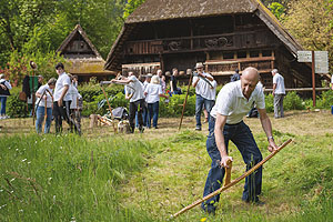 Wiesenmahd mit der Sense